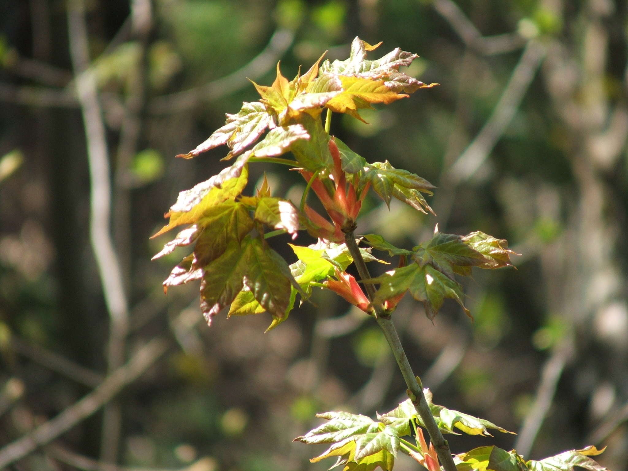Image de Acer cappadocicum subsp. lobelii (Tenore) E. Murray