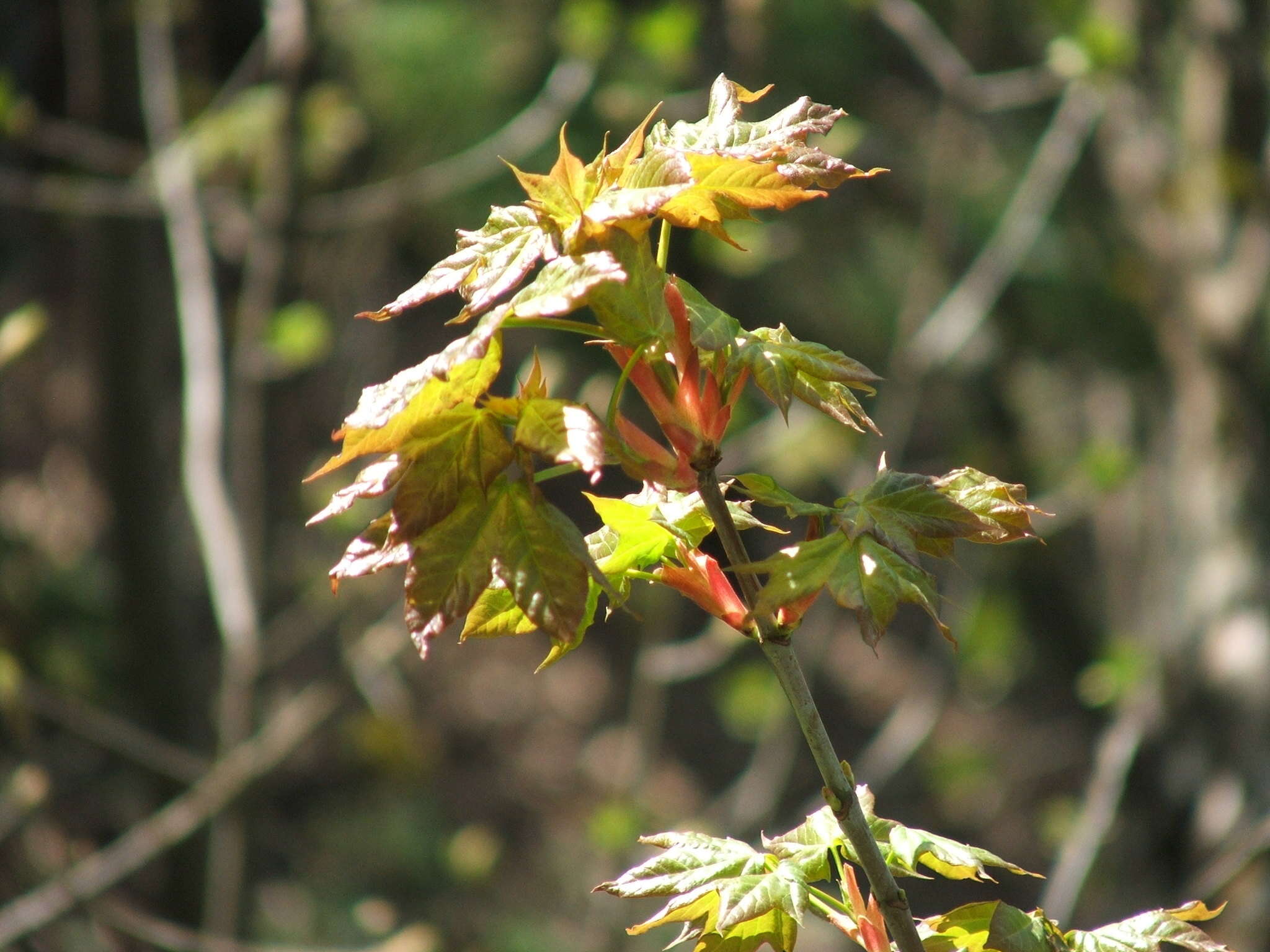 Imagem de Acer cappadocicum subsp. lobelii (Tenore) E. Murray