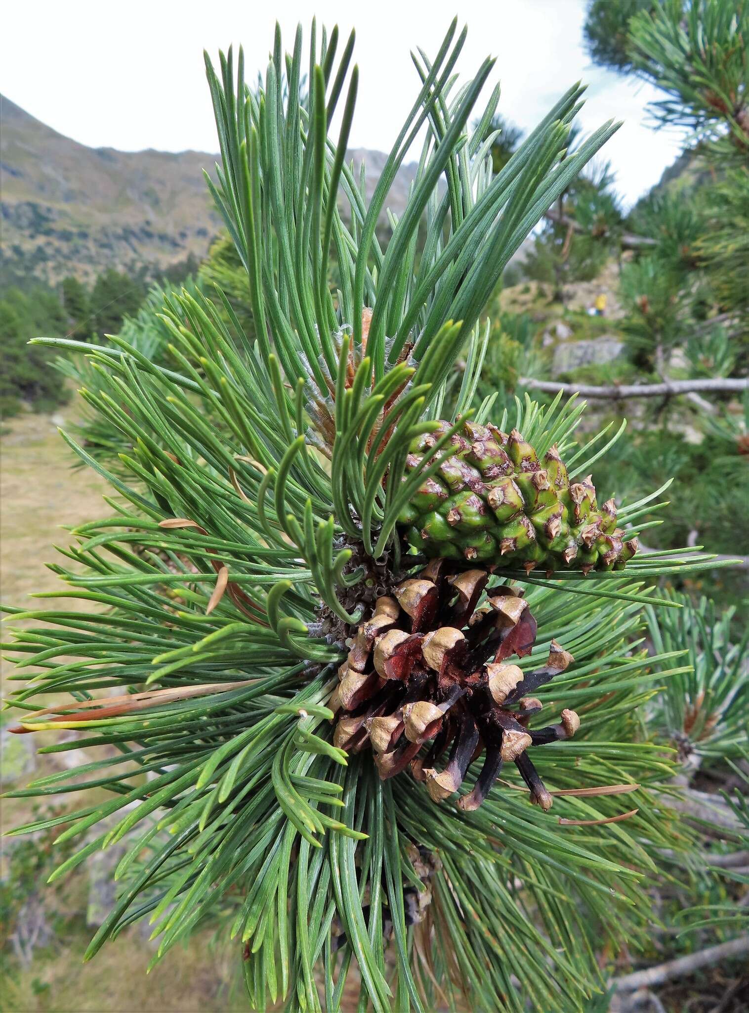 صورة Pinus uncinata Ramond ex DC.