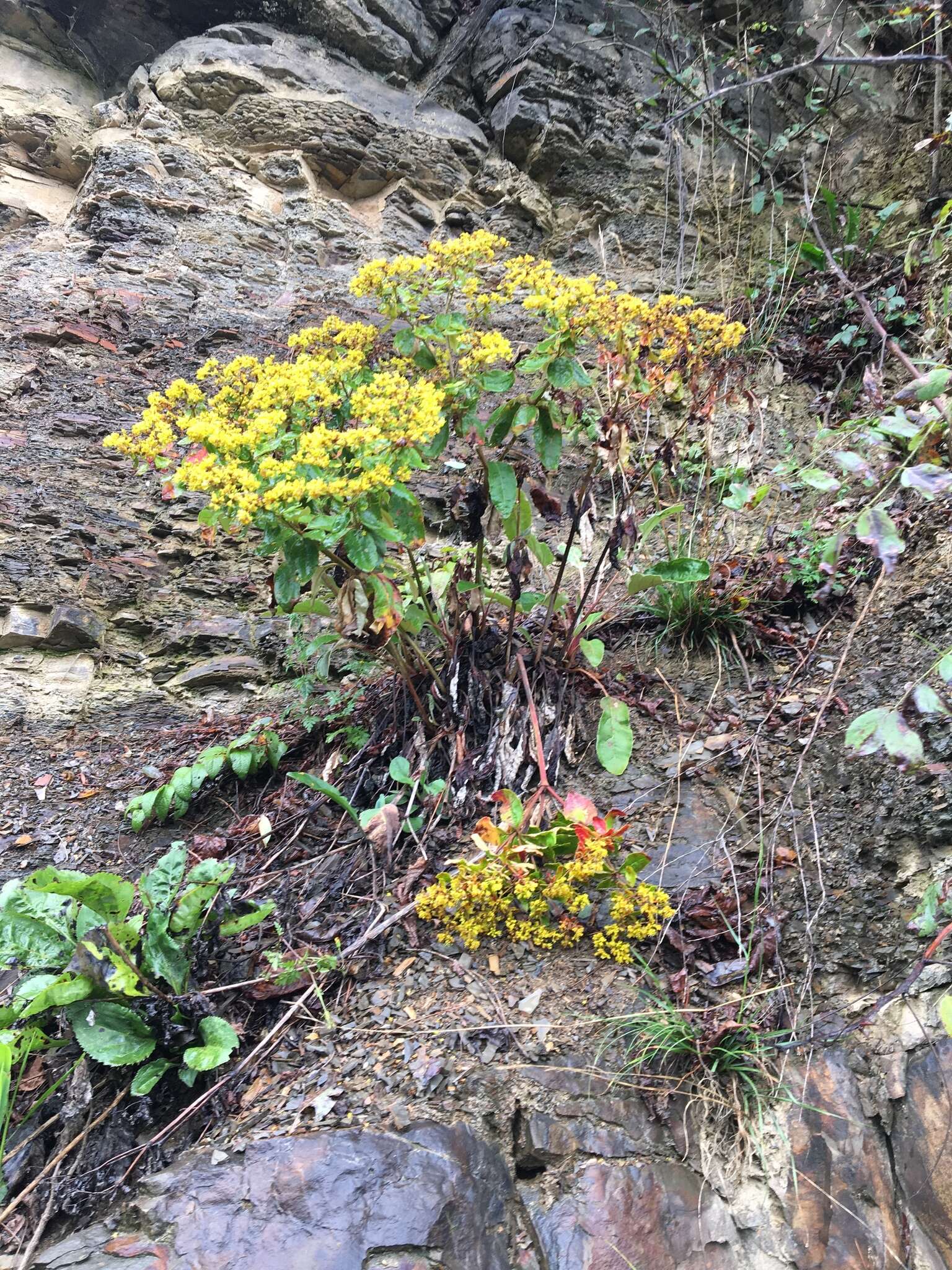 Image of shale barren buckwheat