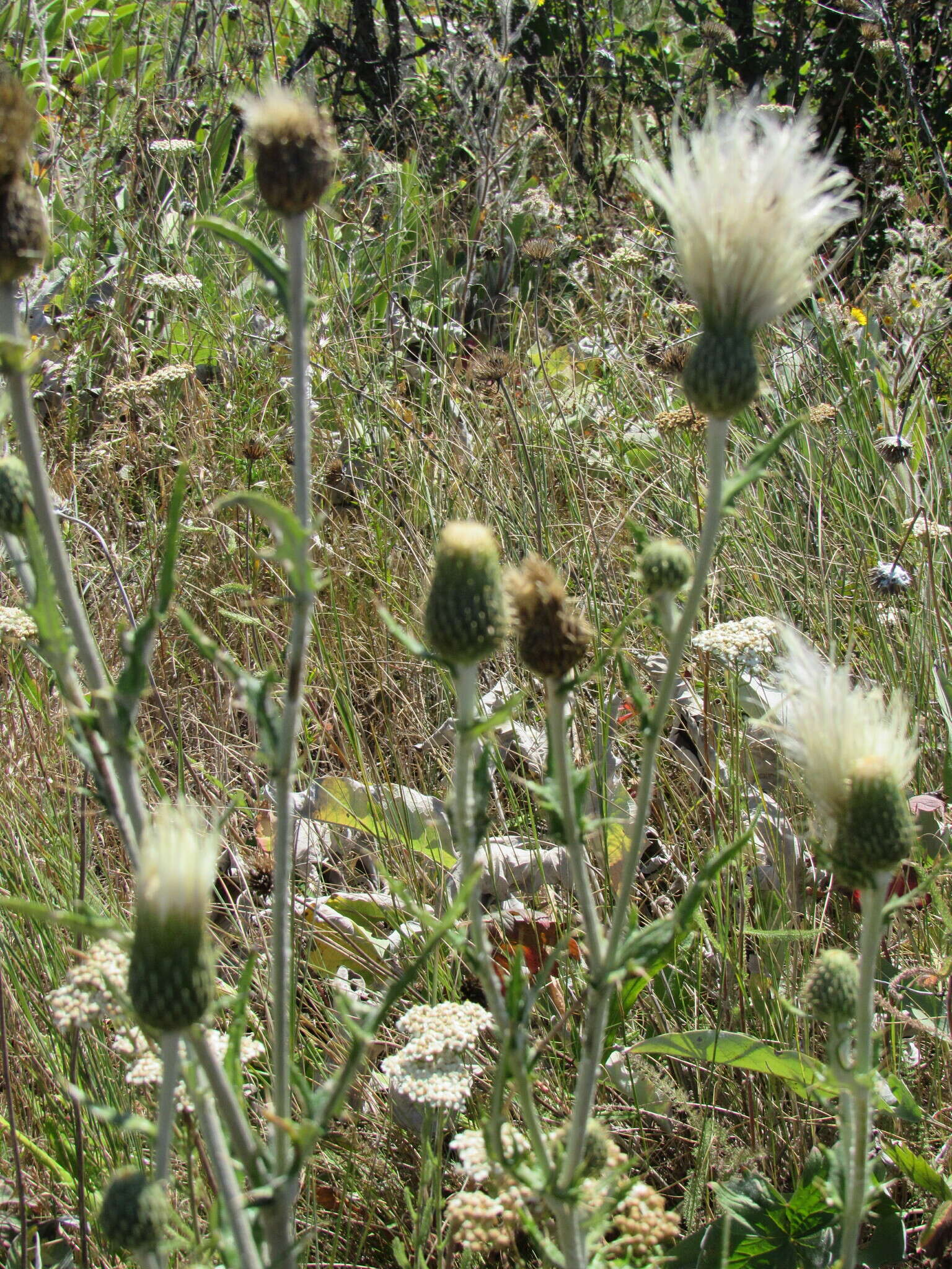 Imagem de Cirsium brevifolium Nutt.