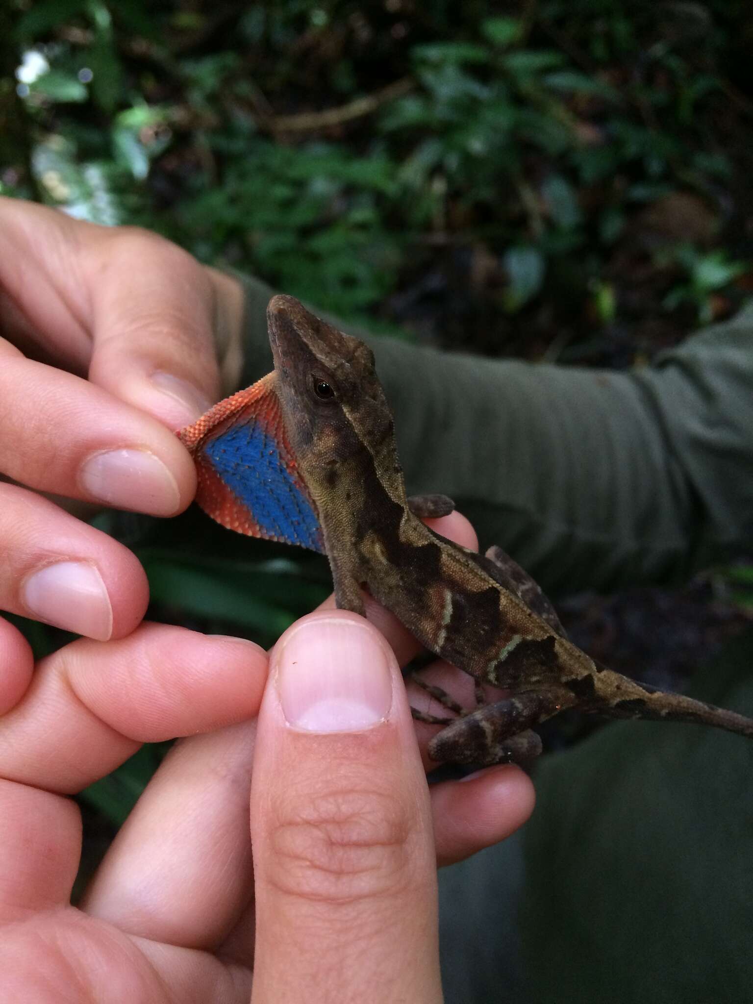 Image of Meyer's Anole