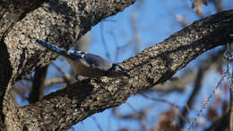 Image of Blue Jay