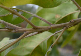 Sivun Terminalia platyphylla F. Müll. kuva