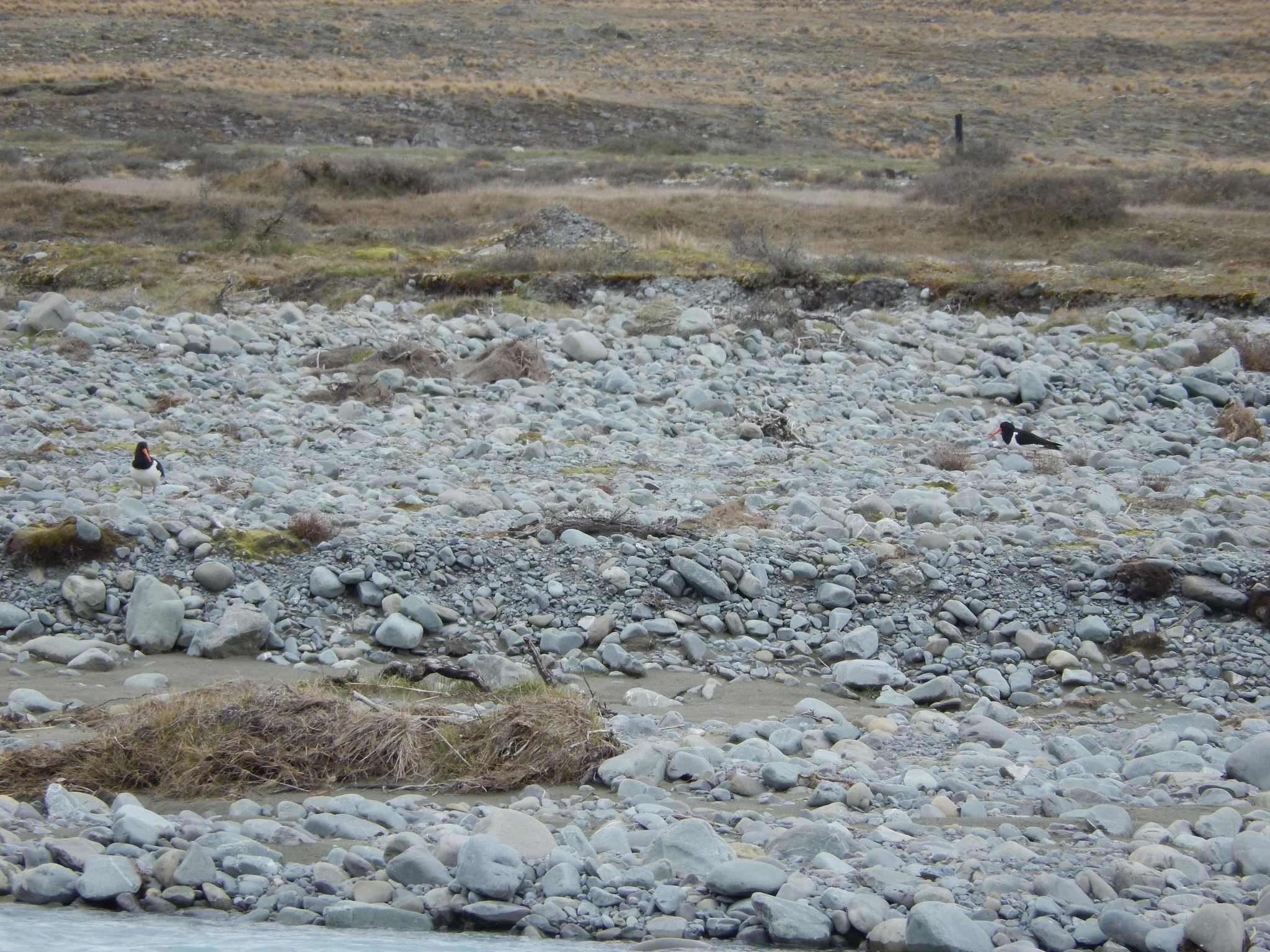 Image of South Island Oystercatcher