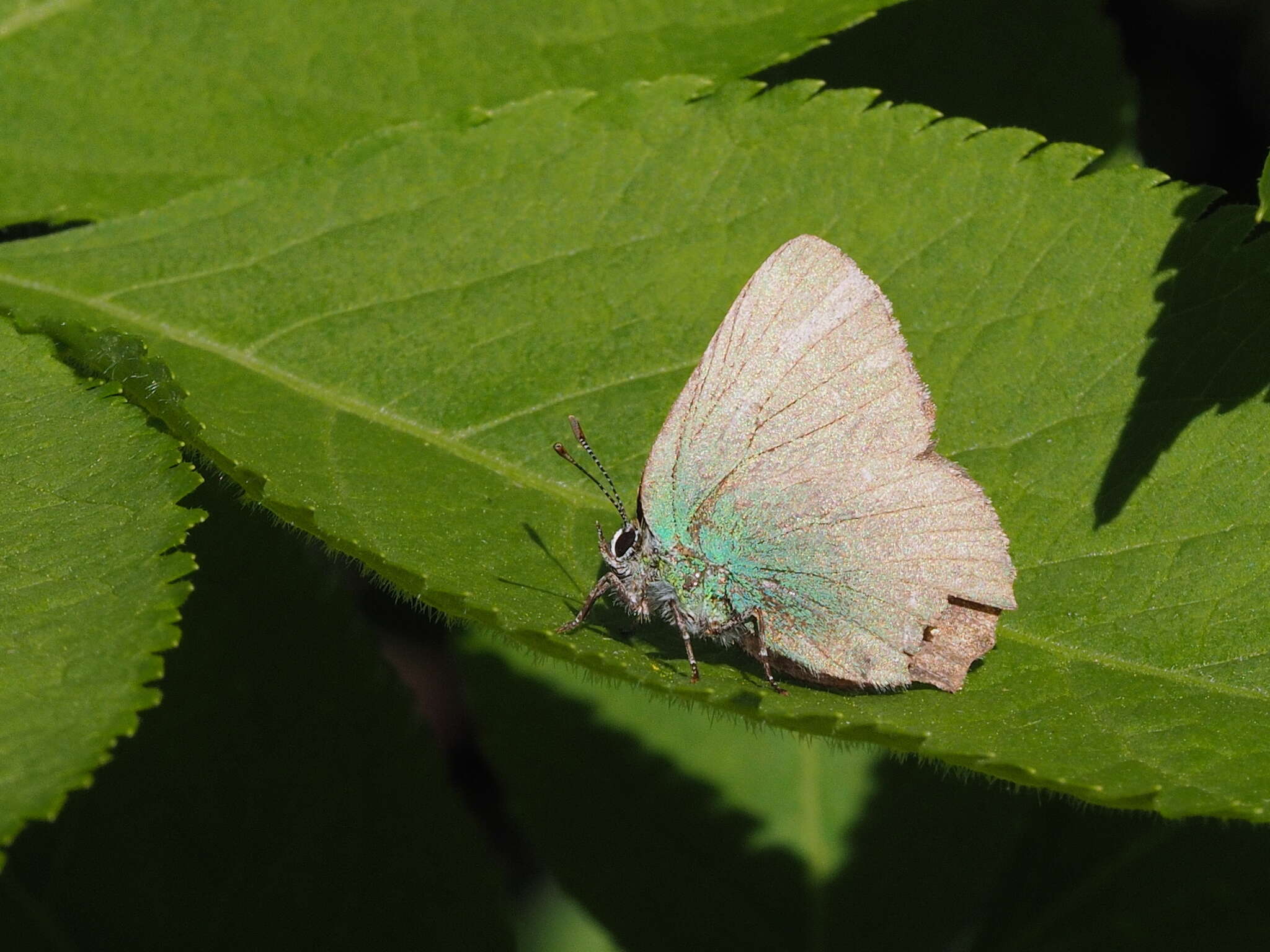 Imagem de Callophrys chalybeitincta Sovinsky 1905