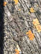 Image of rim lichen