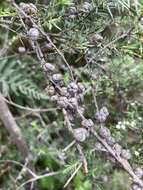 Sivun Leptospermum juniperinum Sm. kuva