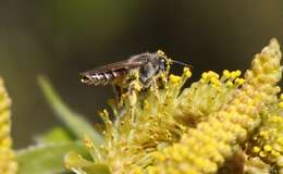 Image of Andrena ventralis Imhoff 1832