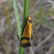 Image of Philobota ancylotoxa Meyrick 1884