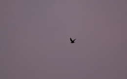 Image of Rufous-bellied Nighthawk