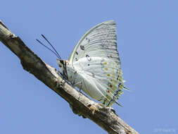 Image of Polyura delphis Doubleday 1843