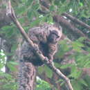 Image of Gray Monkey Saki