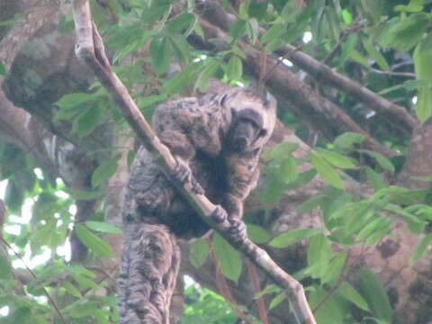 Image of Gray Monkey Saki