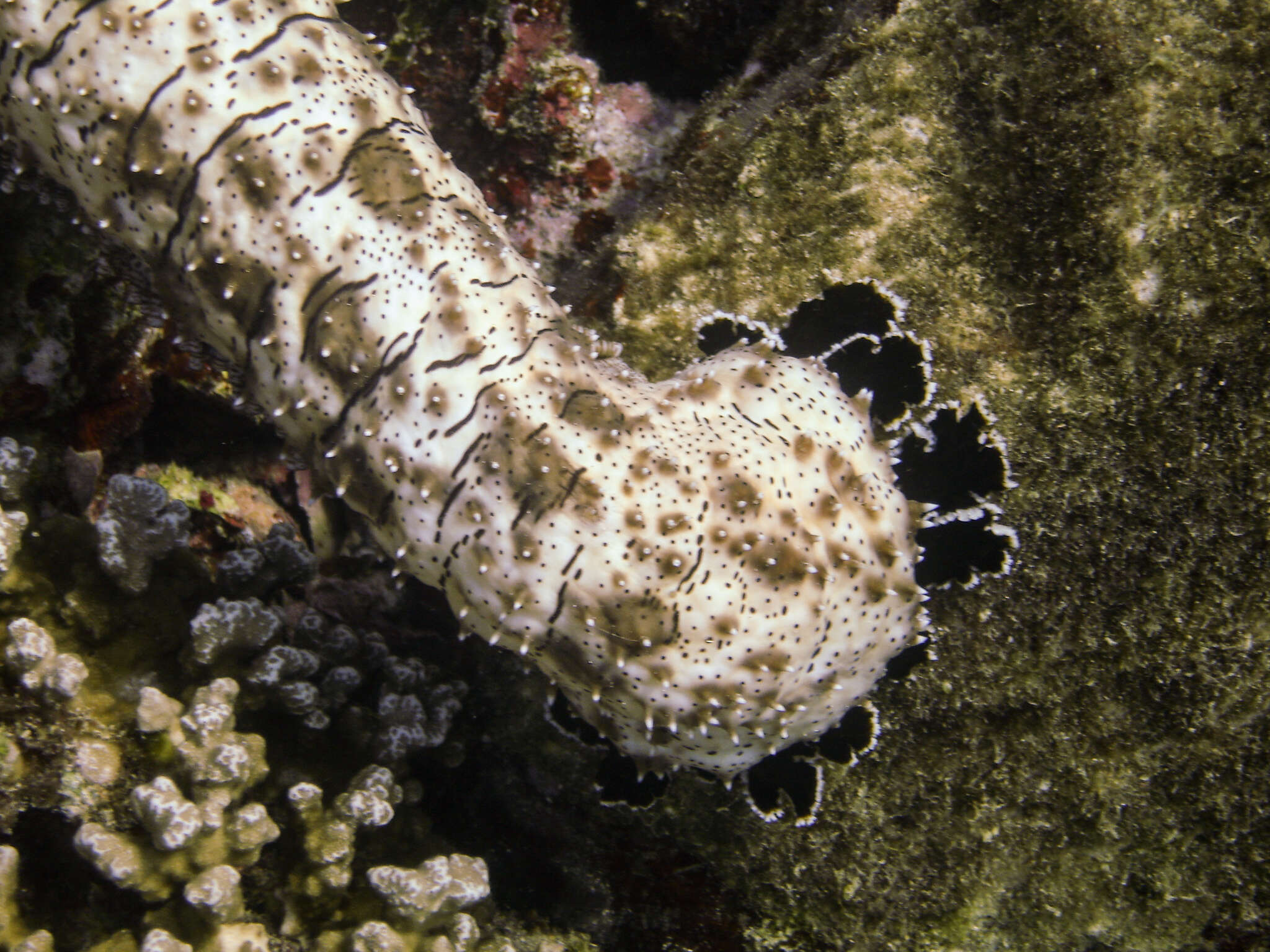 Image of Pearsonothuria Levin ex Levin, Kalinin & Stonik 1984