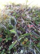 Image of alpine hawkweed
