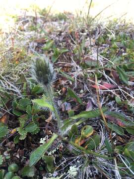 Image of alpine hawkweed