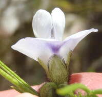 Image of Psoralea kougaensis