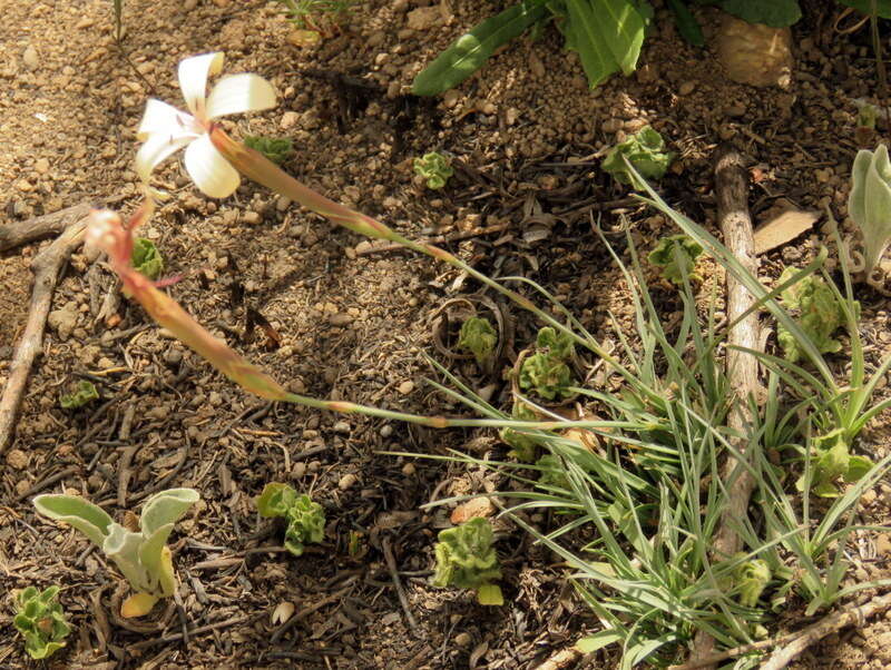 صورة Dianthus caespitosus Thunb.