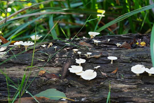 Слика од Clitocybe semiocculta Cleland 1927