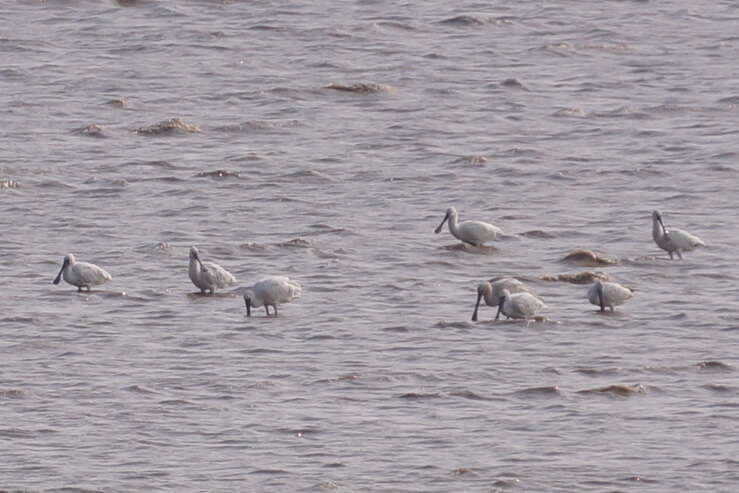 Image of Black-faced Spoonbill