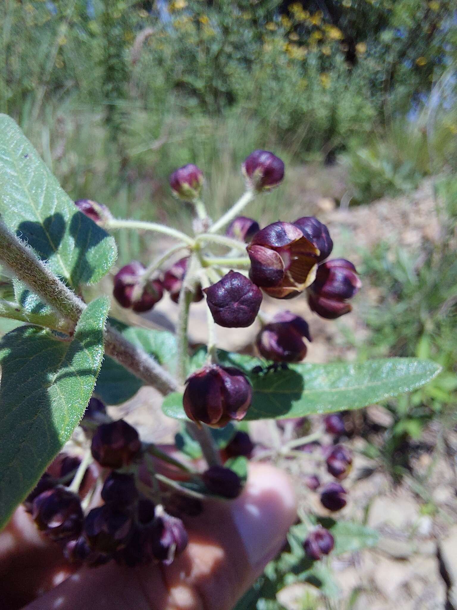 Image of Schizoglossum atropurpureum subsp. atropurpureum