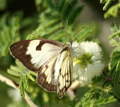 Image of Caper white