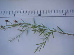 Image of San Saba pinweed