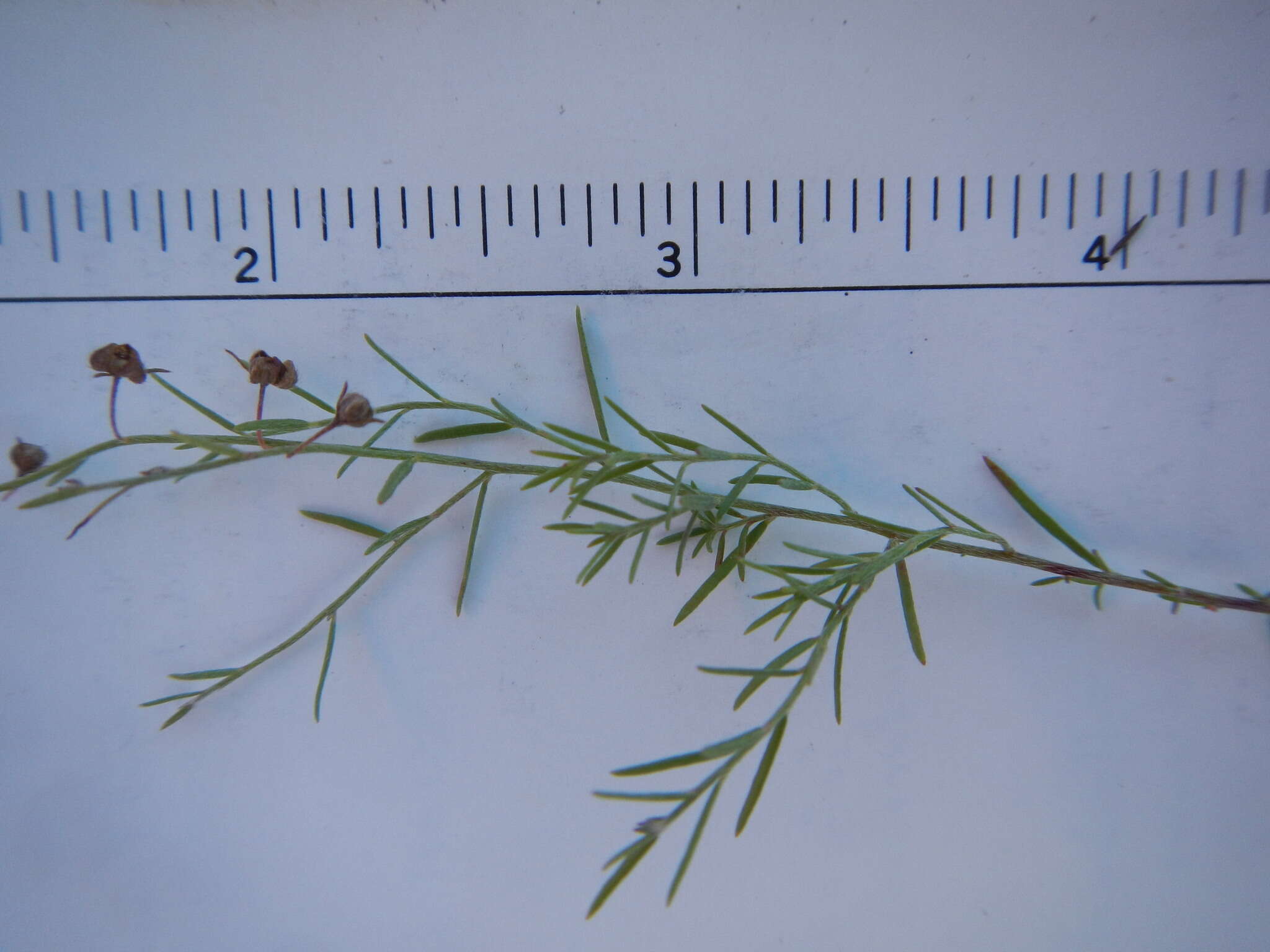 Image of San Saba pinweed