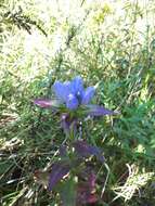 Image de <i>Gentiana <i>andrewsii</i></i> var. andrewsii