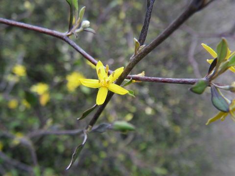 Image of <i>Corokia cotoneaster</i> Raoul