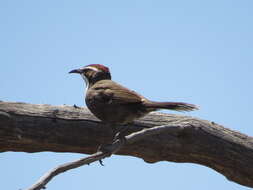 Image of Chestnut-crowned Babbler