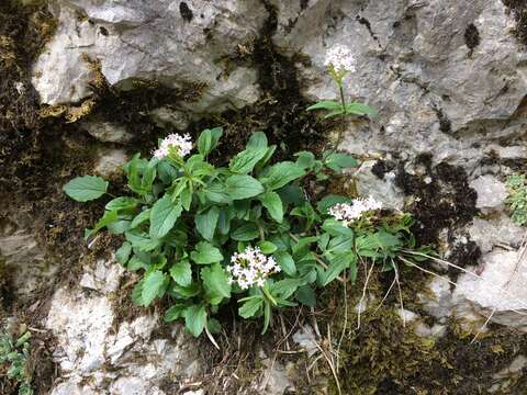 Image of <i>Valeriana tripteris</i>