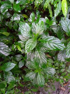 صورة Strobilanthes cusia (Nees) O. Kuntze