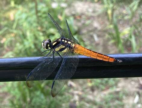 Image de Lyriothemis tricolor Ris 1916