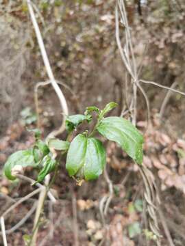 Image of Chiropetalum tricuspidatum (Lam.) A. Juss.