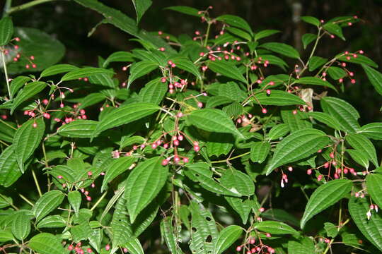 Image de Miconia cornoides