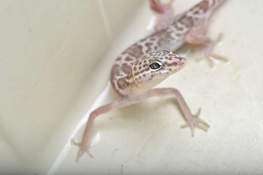 Image of Western Banded Gecko