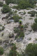 Sivun Yucca carnerosana (Trel.) McKelvey kuva