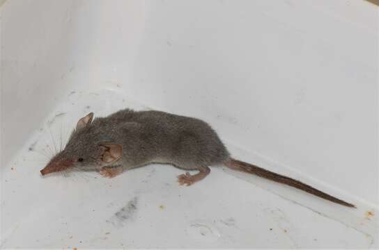 Image of Reddish-gray Musk Shrew