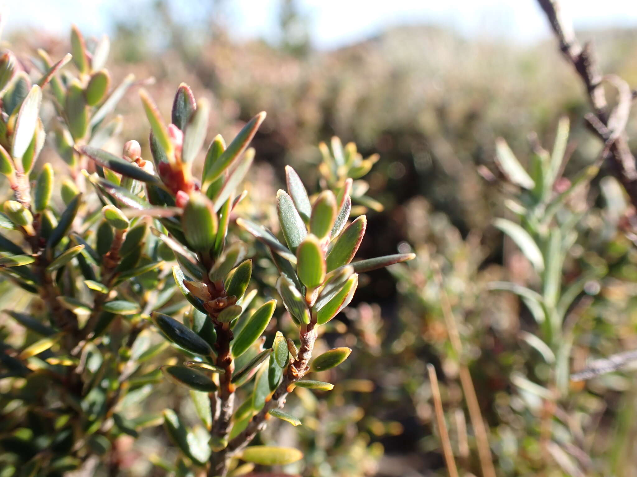 Image of Acrothamnus montanus (R. Br.) Quinn