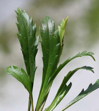 Слика од Leucanthemum atratum (L.) DC.