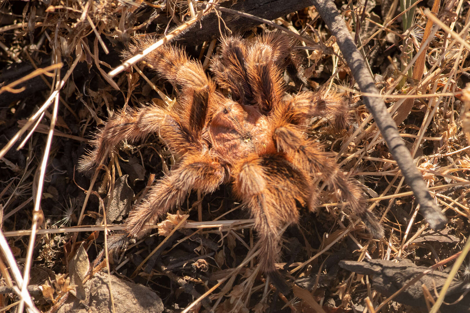 Image of Chilean Rose Tarantula