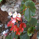 Image of Begonia subvillosa Klotzsch