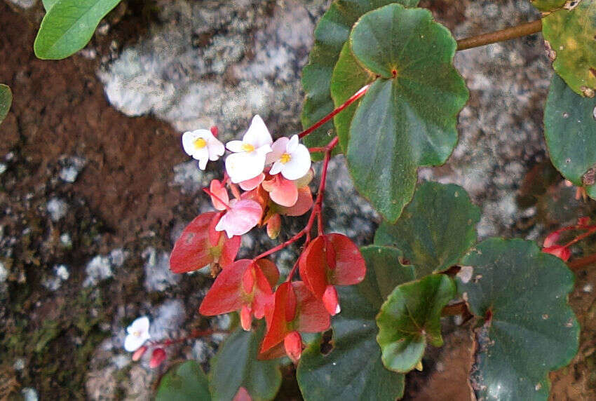 Image of Begonia subvillosa Klotzsch