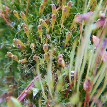 Image of toothedleaf nitrogen moss