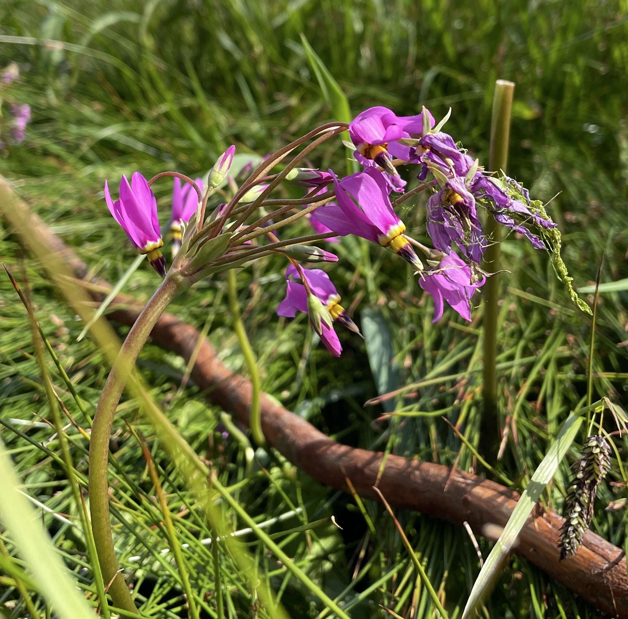 Plancia ëd Dodecatheon pulchellum subsp. macrocarpum (A. Gray) Taylor & Mac Bryde