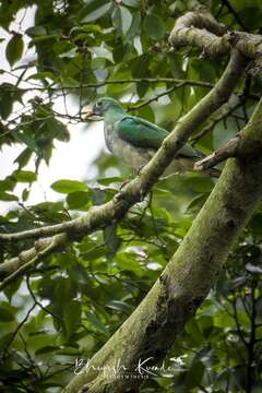 Image of Jambu Fruit Dove