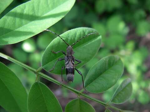 صورة Anaglyptus gibbosus (Fabricius 1787)