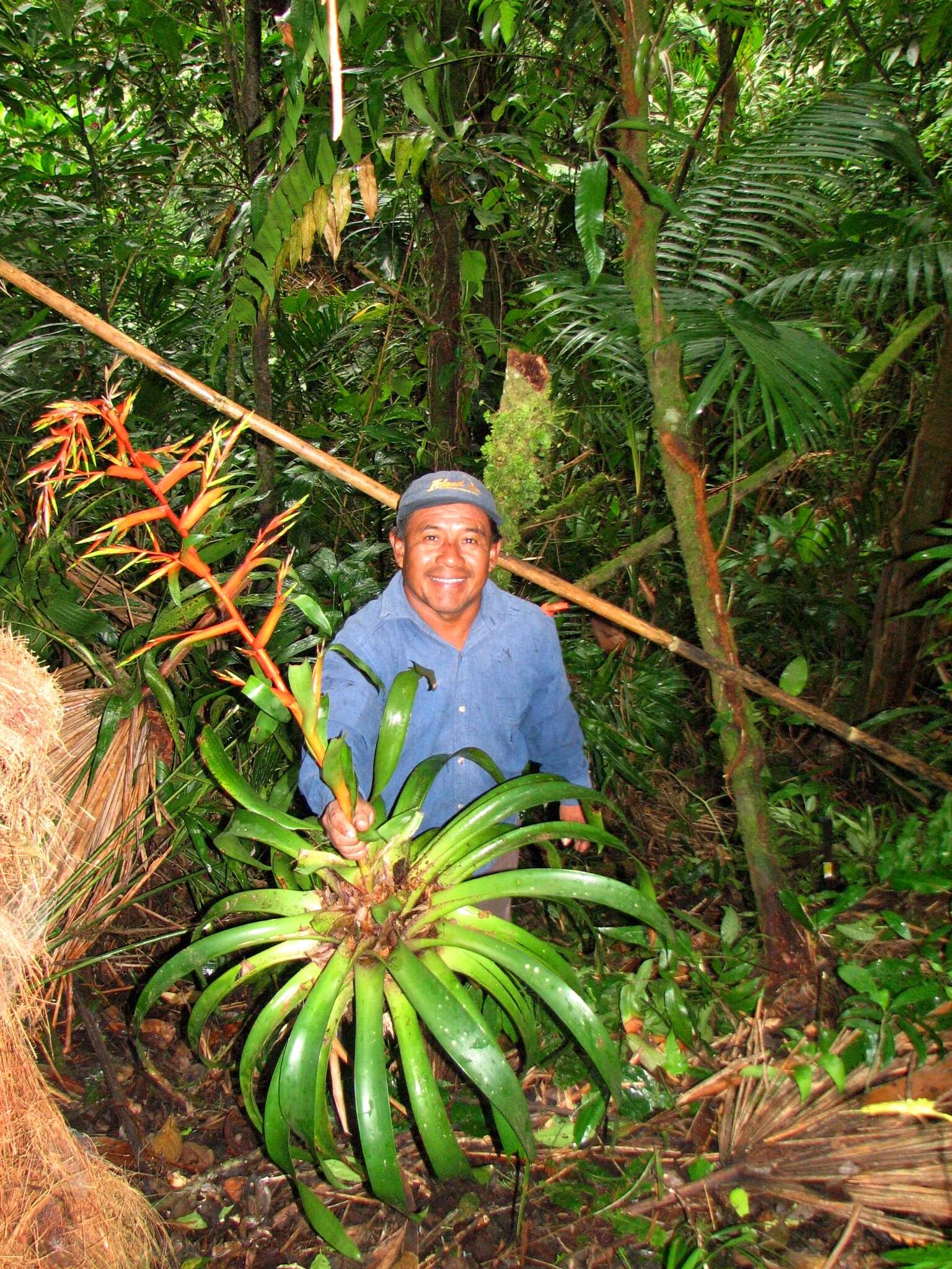 Image of Tillandsia excelsa Griseb.